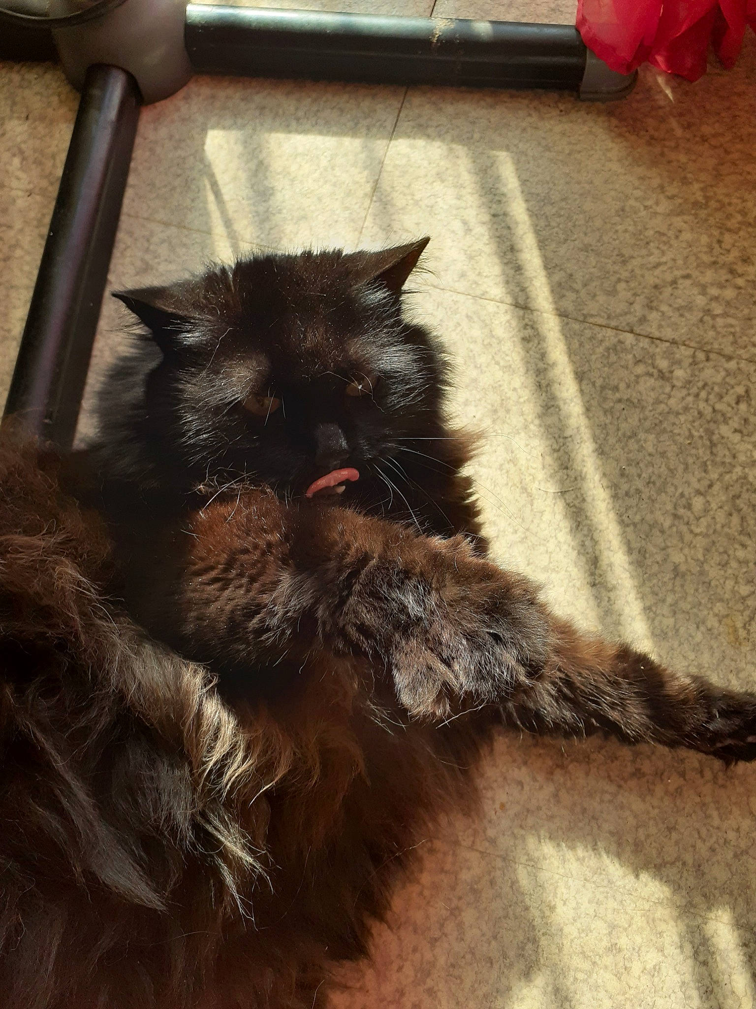 Nounette a rejoint le concours — aidez-le/la à gagner de superbes lots ! asphalt, black_cat, carnivore, cat, claw, dog_breed, domestic_short_haired_cat, felidae, floor, flooring, fur, mammal, paw, road_surface, small_to_medium_sized_cats, snout, tail, terrestrial_animal, whiskers, wood