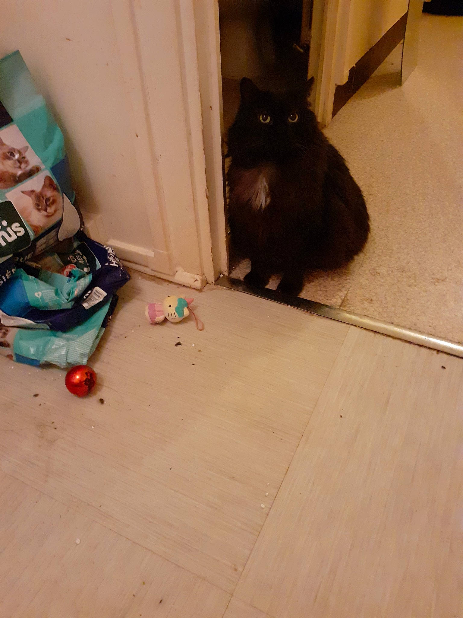 Nala participe au concours pour gagner de l'argent avec cette photo : black_cat, carnivore, cat, domestic_short_haired_cat, fawn, felidae, floor, flooring, hardwood, human_leg, laminate_flooring, mammal, road_surface, sitting, small_to_medium_sized_cats, tail, whiskers, wood, wood_flooring, wood_stain