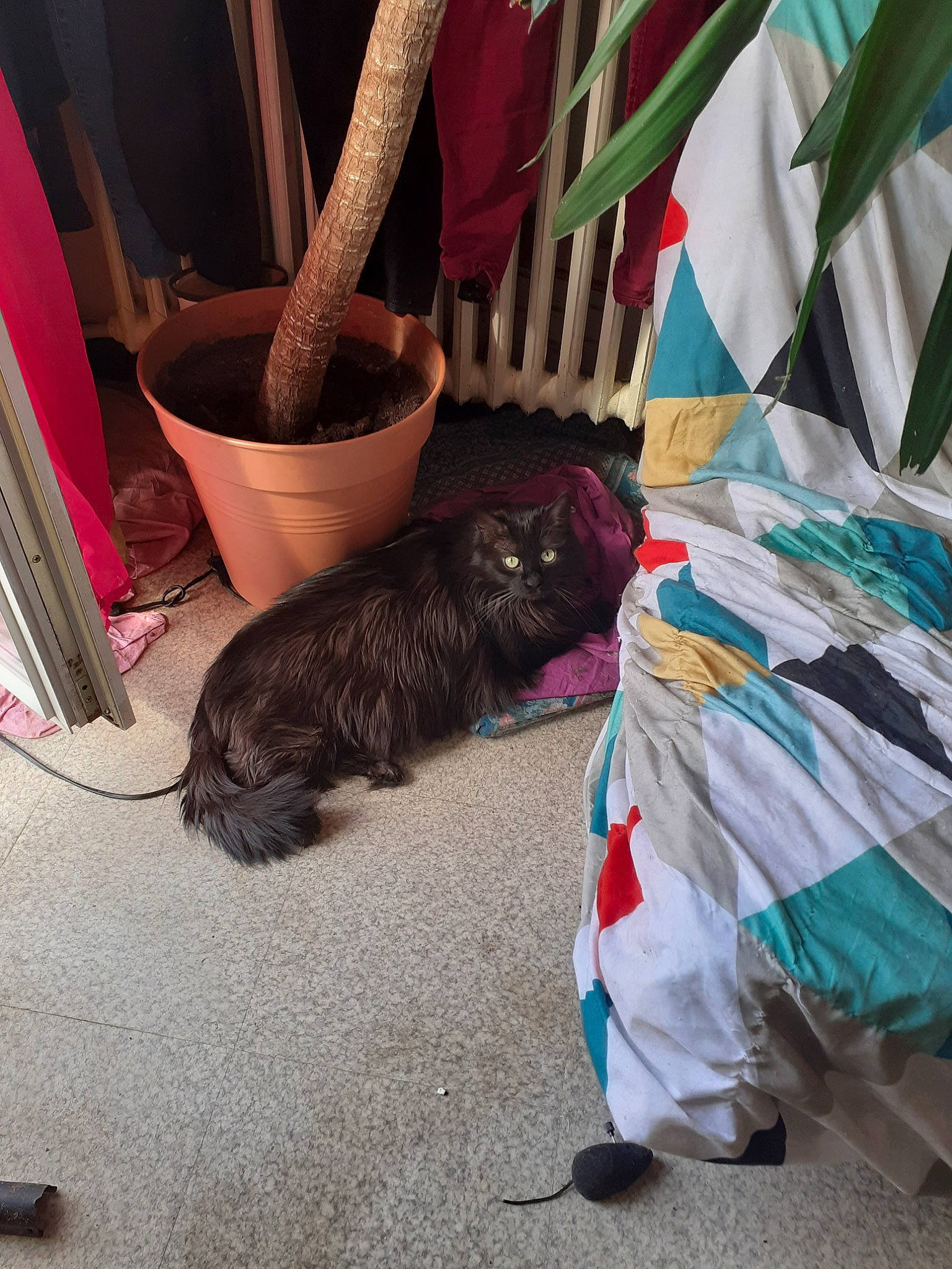 Nala a rejoint le concours — aidez-le/la à gagner de superbes lots ! automotive_tire, canidae, carnivore, collar, comfort, companion_dog, dog, dog_breed, event, felidae, flooring, flowerpot, fur, human_leg, leash, magenta, small_to_medium_sized_cats, sporting_group, tail, wood