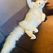 Iris joined the competition — help win amazing prizes! cat, white_cat, fluffy, pet, animal, couch, furniture, relaxed, lounging, indoor, paw, tail, ears, whiskers, fur, resting, mammal, domestic_animal, cute, cozy