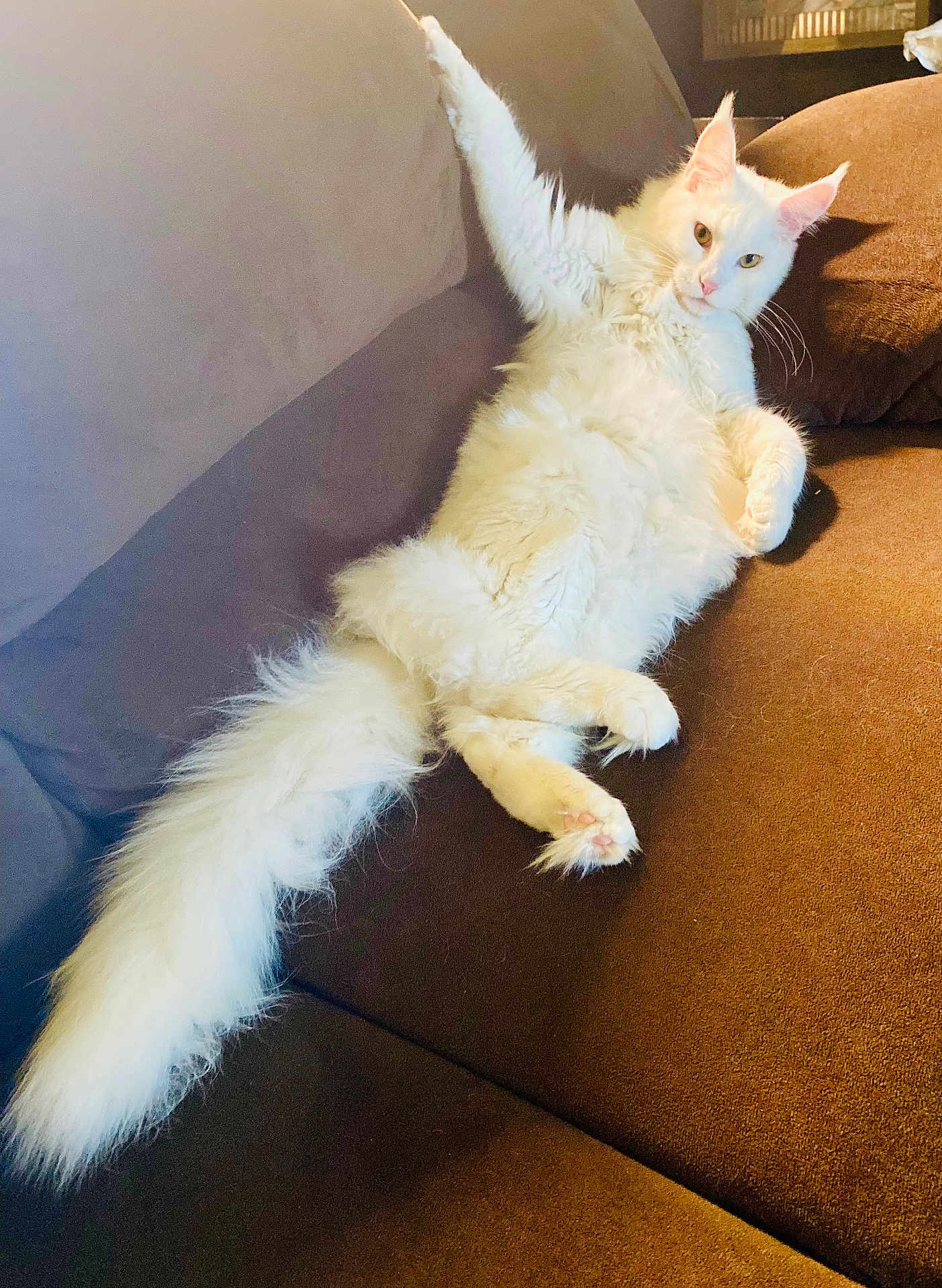 Iris joined the competition — help win amazing prizes! cat, white_cat, fluffy, pet, animal, couch, furniture, relaxed, lounging, indoor, paw, tail, ears, whiskers, fur, resting, mammal, domestic_animal, cute, cozy