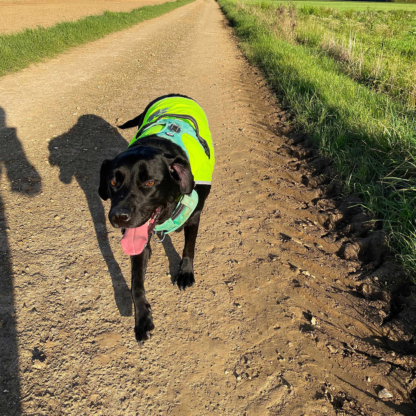 Olaf participe au concours pour gagner de l'argent avec cette photo : animal, canine, dog, face, field, grass, grassland, head, hound, labradorretriever, nature, outdoors, path, person, pet, plant, puppy, road, soil, trail