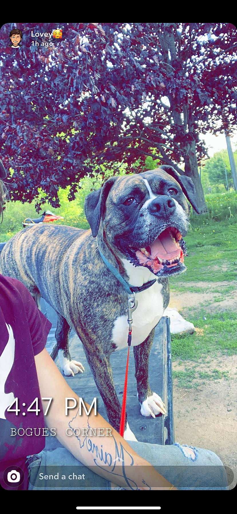 Casey is registered to the contest to win money with this photo: american_bulldog, ancient_dog_breeds, australian_bulldog, boxer, bulldog, bullmastiff, canidae, carnivore, companion_dog, dog, dog_breed, mammal, molosser, old_english_bulldog, olde_english_bulldogge, rare_breed_dog, renascence_bulldogge, snout, valley_bulldog, vertebrate