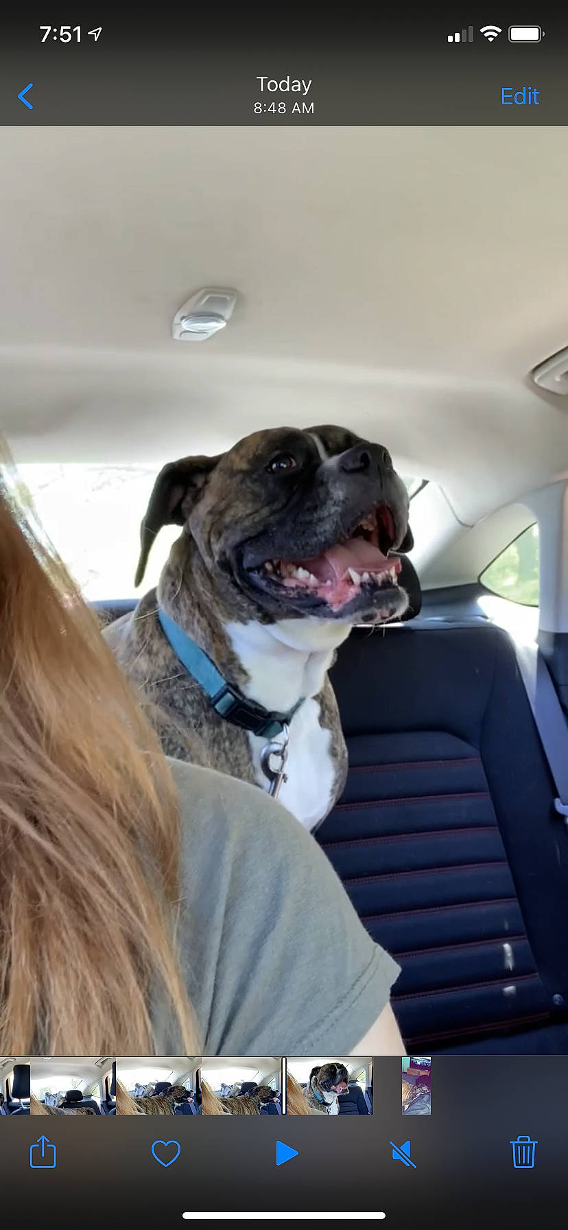 Casey is registered to the contest to win money with this photo: american_bulldog, american_pit_bull_terrier, bulldog, canidae, carnivore, companion_dog, dog, dog_breed, ear, fawn, non_sporting_group, old_english_bulldog, olde_english_bulldogge, pit_bull, renascence_bulldogge, snout, sporting_group, valley_bulldog