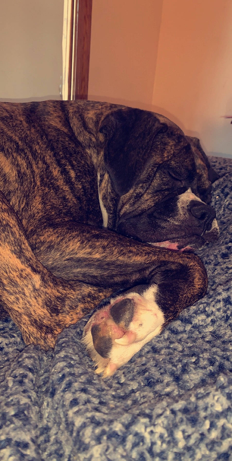 Casey joined the competition — help win amazing prizes! american_bulldog, boxer, canidae, carnivore, cat, dog, dog_breed, fawn, felidae, fur, nap, sleep, tail, whiskers