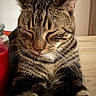 Ange a rejoint le concours — aidez-le/la à gagner de superbes lots ! cat, tabby_cat, sleeping, closed_eyes, tongue, whiskers, ears, fur, striped_fur, brown, portrait, close_up, sitting, paws, relaxed, cute, indoor, table, candle, cozy
