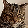 Ange participe au concours pour gagner de l'argent avec cette photo : cat, tabby, close_up, portrait, sleeping, closed_eyes, tongue, whiskers, furry, pet, animal, mammal, striped_fur, ears, nose, indoors, beige_background, facial_expression, cute, photography