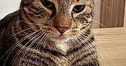 Ange participe au concours pour gagner de l'argent avec cette photo : cat, tabby_cat, animal, pet, close_up, portrait, fur, whiskers, ears, eyes, nose, tongue, paws, sitting, indoor, wood, table, warm_lighting, brown, striped