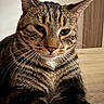 cat, tabby_cat, animal, pet, close_up, portrait, fur, whiskers, ears, eyes, nose, tongue, paws, sitting, indoor, wood, table, warm_lighting, brown, striped