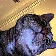 Ange participe au concours pour gagner de l'argent avec cette photo : cat, tabby_cat, gray_fur, pet, animal, feline, whiskers, green_eyes, pink_nose, pointed_ears, close_up, portrait, upside_down, indoor, warm_lighting, fur, face, curious, adorable, photography