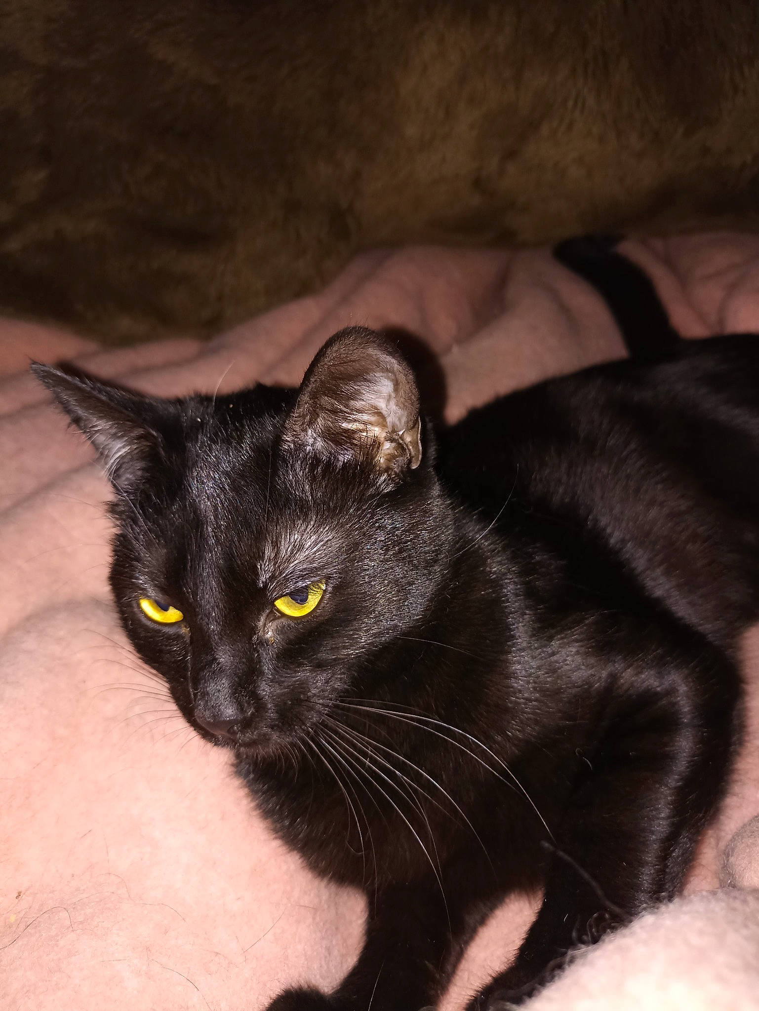 Salem participe au concours pour gagner de l'argent avec cette photo : black_cat, bombay, carnivore, cat, claw, domestic_short_haired_cat, felidae, fur, havana_brown, small_to_medium_sized_cats, snout, tail, terrestrial_animal, whiskers