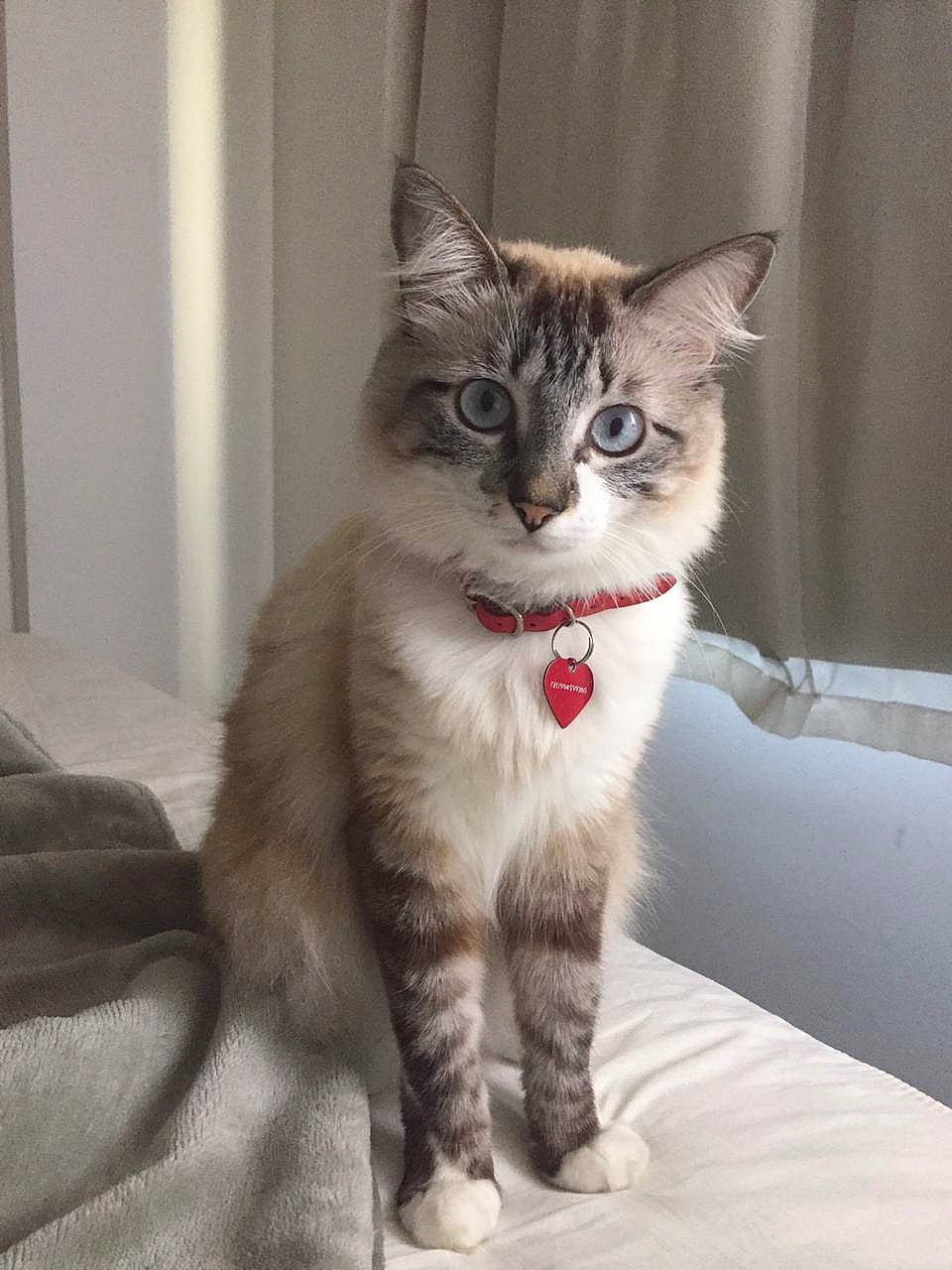 Marie is registered to the contest to win money with this photo: carnivore, cat, cat_supply, claw, comfort, domestic_short_haired_cat, door, eye, fawn, felidae, foot, fur, paw, sitting, small_to_medium_sized_cats, snout, tail, terrestrial_animal, whiskers, window