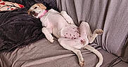 Aïko participe au concours pour gagner de l'argent avec cette photo : blanket, brown, casual, comfort, couch, cozy, dog, furniture, home, indoor, lying_down, pet, pillows, pink_collar, relaxed, resting, sofa, wall, white, wooden_floor