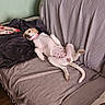 blanket, brown, casual, comfort, couch, cozy, dog, furniture, home, indoor, lying_down, pet, pillows, pink_collar, relaxed, resting, sofa, wall, white, wooden_floor