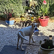 Aïko a rejoint le concours — aidez-le/la à gagner de superbes lots ! animal, backyard, canine, curious, daylight, dog, flower, flower_pot, garden, gravel, greenery, nature, outdoor, pet, plant_pot, playful, potted_plants, summer, sunlight, yard