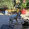 animal, backyard, canine, curious, daylight, dog, flower, flower_pot, garden, gravel, greenery, nature, outdoor, pet, plant_pot, playful, potted_plants, summer, sunlight, yard