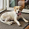 Aïko a rejoint le concours — aidez-le/la à gagner de superbes lots ! calm, canine, collar, dog, domestic_animal, ears, floor, glass_door, indoor, light_fur, looking_at_camera, lying_down, paws, pet, puppy, reflection, relaxed, striped_rug, tag, tail