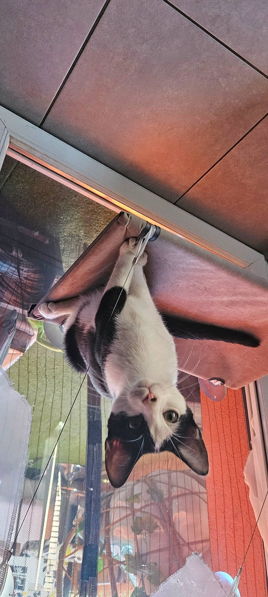 Bounty a rejoint le concours — aidez-le/la à gagner de superbes lots ! bat, carnivore, cat, fang, fawn, felidae, fur, little_red_flying_fox, pet_supply, siamese, small_to_medium_sized_cats, snout, tail, tints_and_shades, whiskers, wing, wood