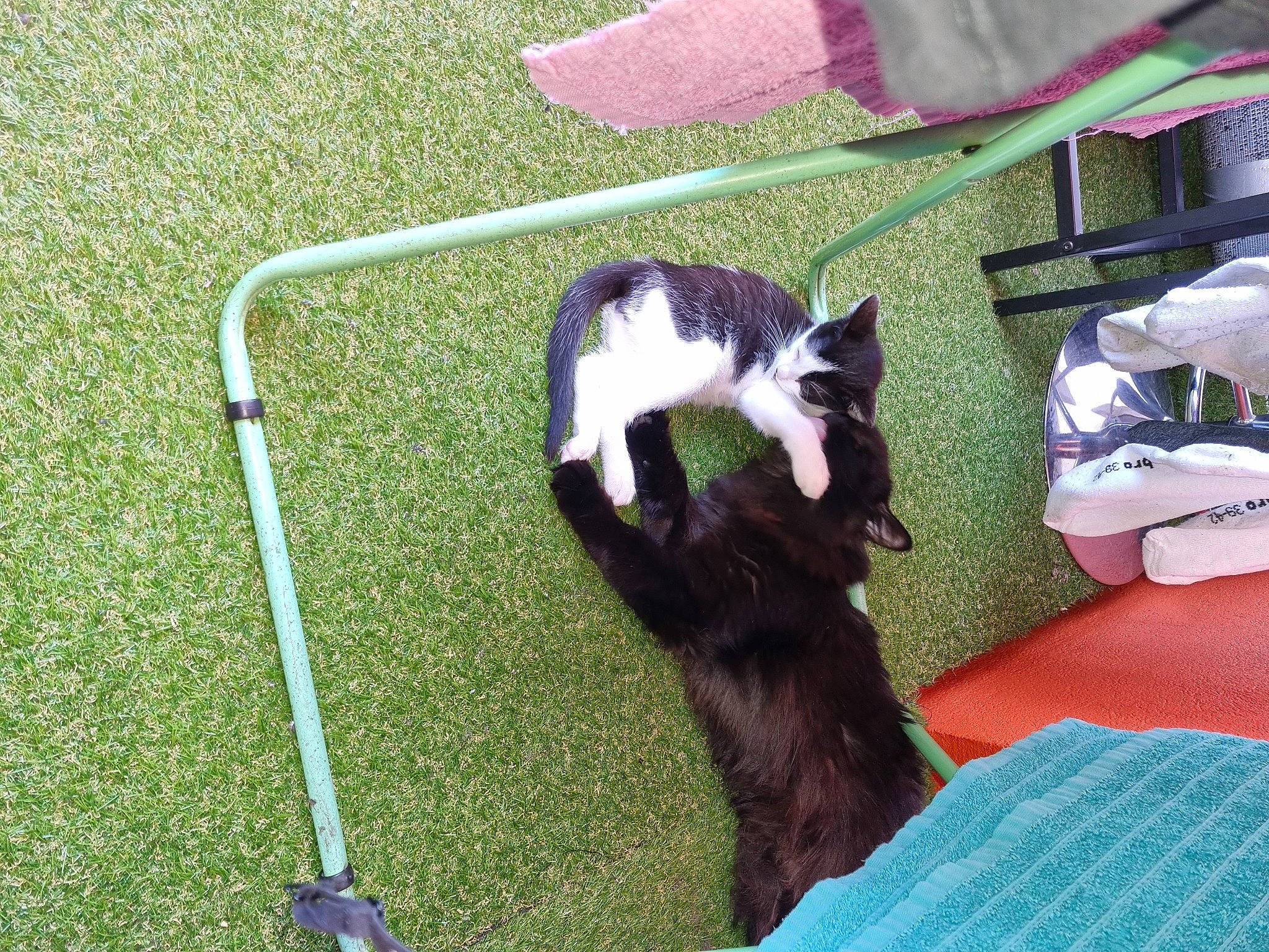 Bounty a rejoint le concours — aidez-le/la à gagner de superbes lots ! canidae, carnivore, cat, comfort, companion_dog, dog_breed, domestic_short_haired_cat, felidae, flooring, fur, grass, lawn, plant, shadow, small_to_medium_sized_cats, sporting_group, tail, whiskers