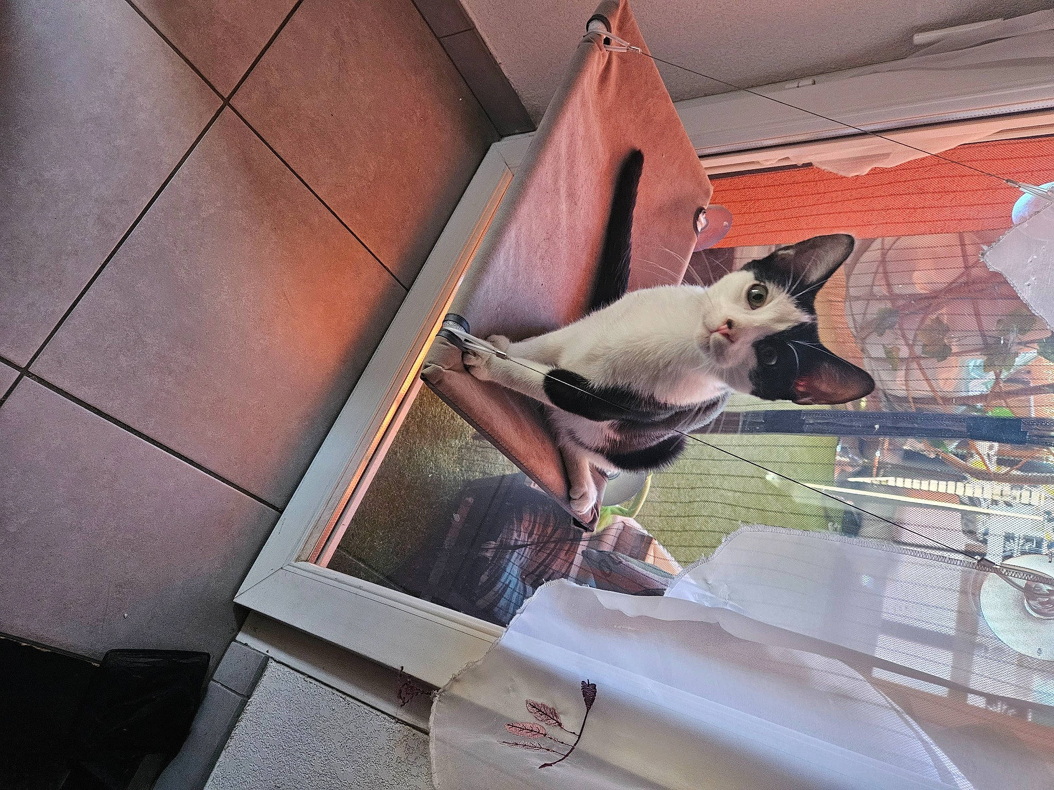 Bounty a rejoint le concours — aidez-le/la à gagner de superbes lots ! canidae, carnivore, collar, comfort, companion_dog, dog, dog_breed, dog_supply, fawn, felidae, fur, metal, pet_supply, small_to_medium_sized_cats, tail, tints_and_shades, toy_dog, whiskers, wood, working_animal