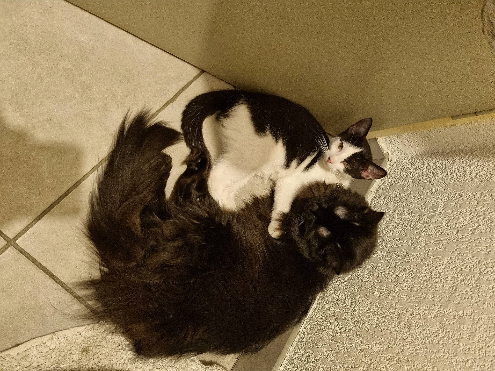 Oréa participe au concours pour gagner de l'argent avec cette photo : carnivore, cat, claw, comfort, dog_breed, domestic_short_haired_cat, eye, felidae, floor, flooring, fur, hardwood, head, paw, shadow, small_to_medium_sized_cats, snout, tail, terrestrial_animal, whiskers