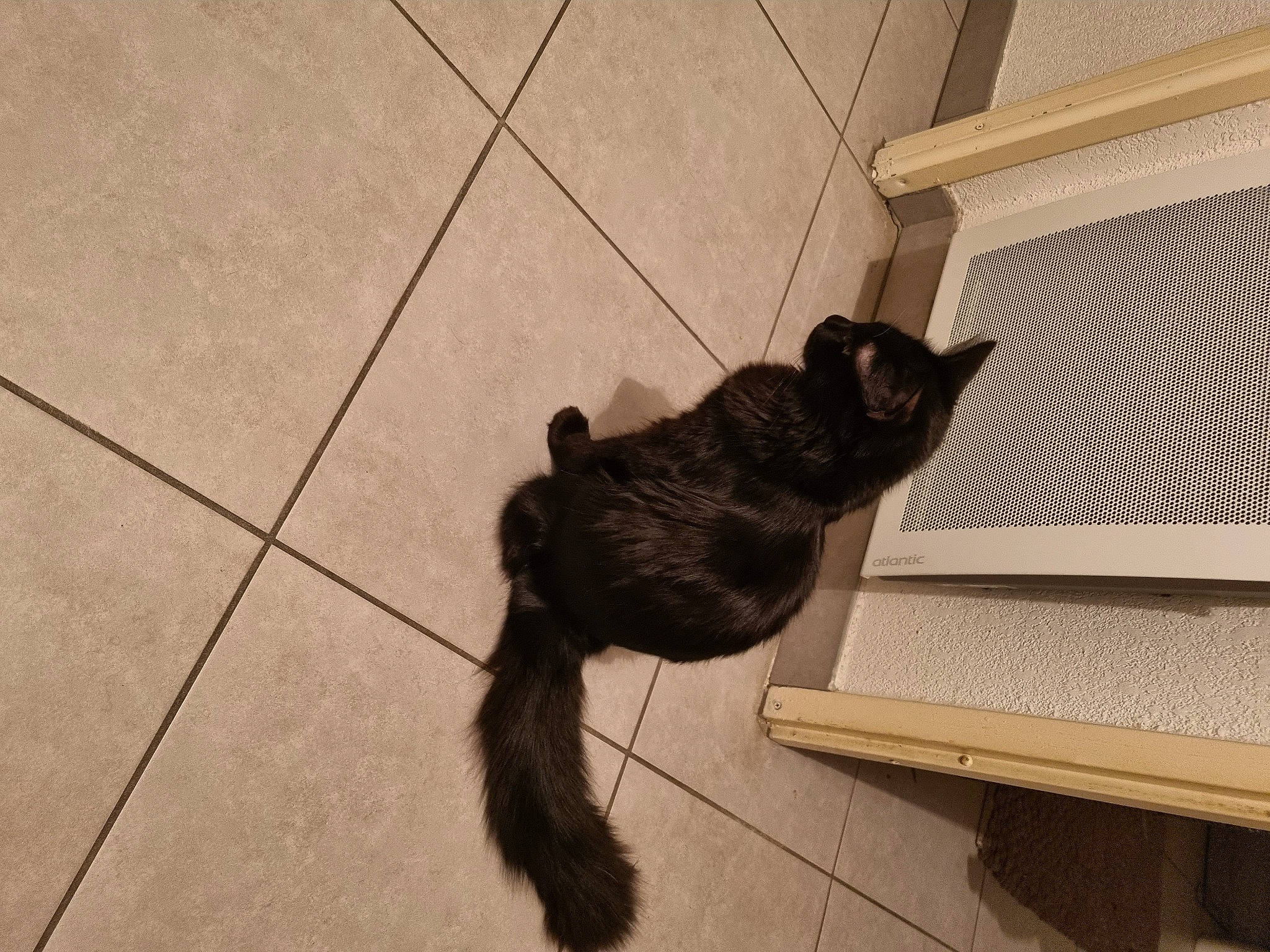 Oréa a rejoint le concours — aidez-le/la à gagner de superbes lots ! black_cat, carnivore, cat, comfort, dog_breed, domestic_short_haired_cat, fawn, felidae, floor, flooring, fur, grey, hardwood, paw, shadow, small_to_medium_sized_cats, tail, terrestrial_animal, whiskers, wood