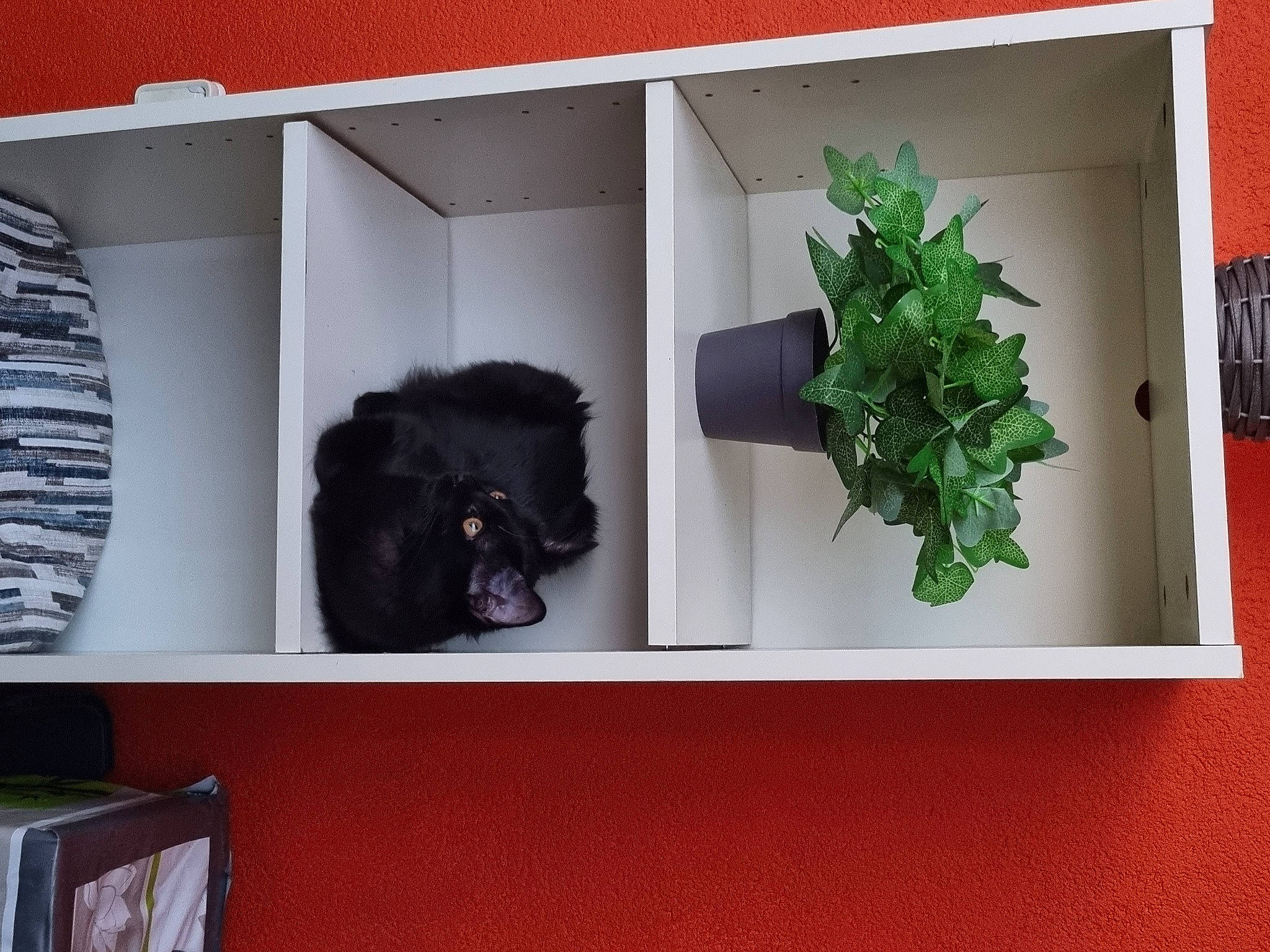 Oréa participe au concours pour gagner de l'argent avec cette photo : annual_plant, art, collection, flowering_plant, font, fur, herb, leaf_vegetable, magenta, natural_material, paint, pattern, plant, rectangle, room, shelving, visual_arts