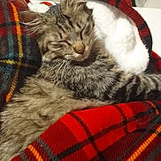 Wynni participe au concours pour gagner de l'argent avec cette photo : animal, blanket, cat, closeup, comfort, cozy, cute, domestic, feline, fur, indoor, pet, plaid, relaxed, resting, sleeping, snuggled, soft, tabby, warm