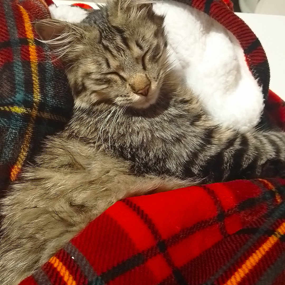 Wynni participe au concours pour gagner de l'argent avec cette photo : animal, blanket, cat, closeup, comfort, cozy, cute, domestic, feline, fur, indoor, pet, plaid, relaxed, resting, sleeping, snuggled, soft, tabby, warm