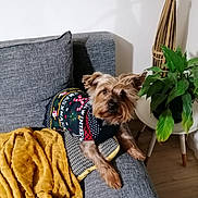 Ruby participe au concours pour gagner de l'argent avec cette photo : blanket, canine, christmas, couch, cozy, decor, dog, fur, furniture, greenery, home, indoor, living_room, pet, pillow, plant, relaxed, small_dog, sweater, wood_floor