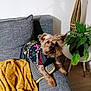 blanket, canine, christmas, couch, cozy, decor, dog, fur, furniture, greenery, home, indoor, living_room, pet, pillow, plant, relaxed, small_dog, sweater, wood_floor