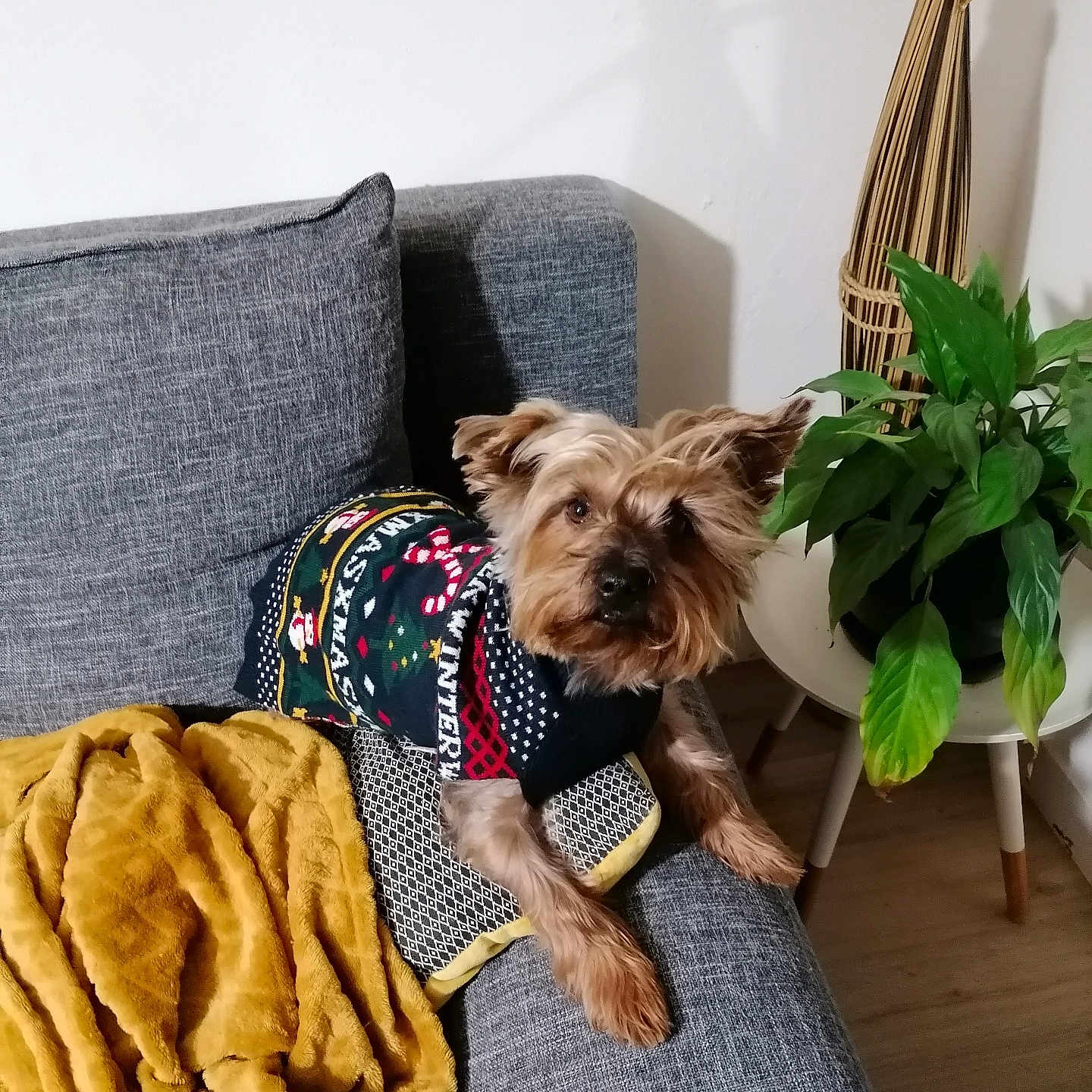 Ruby participe au concours pour gagner de l'argent avec cette photo : blanket, canine, christmas, couch, cozy, decor, dog, fur, furniture, greenery, home, indoor, living_room, pet, pillow, plant, relaxed, small_dog, sweater, wood_floor