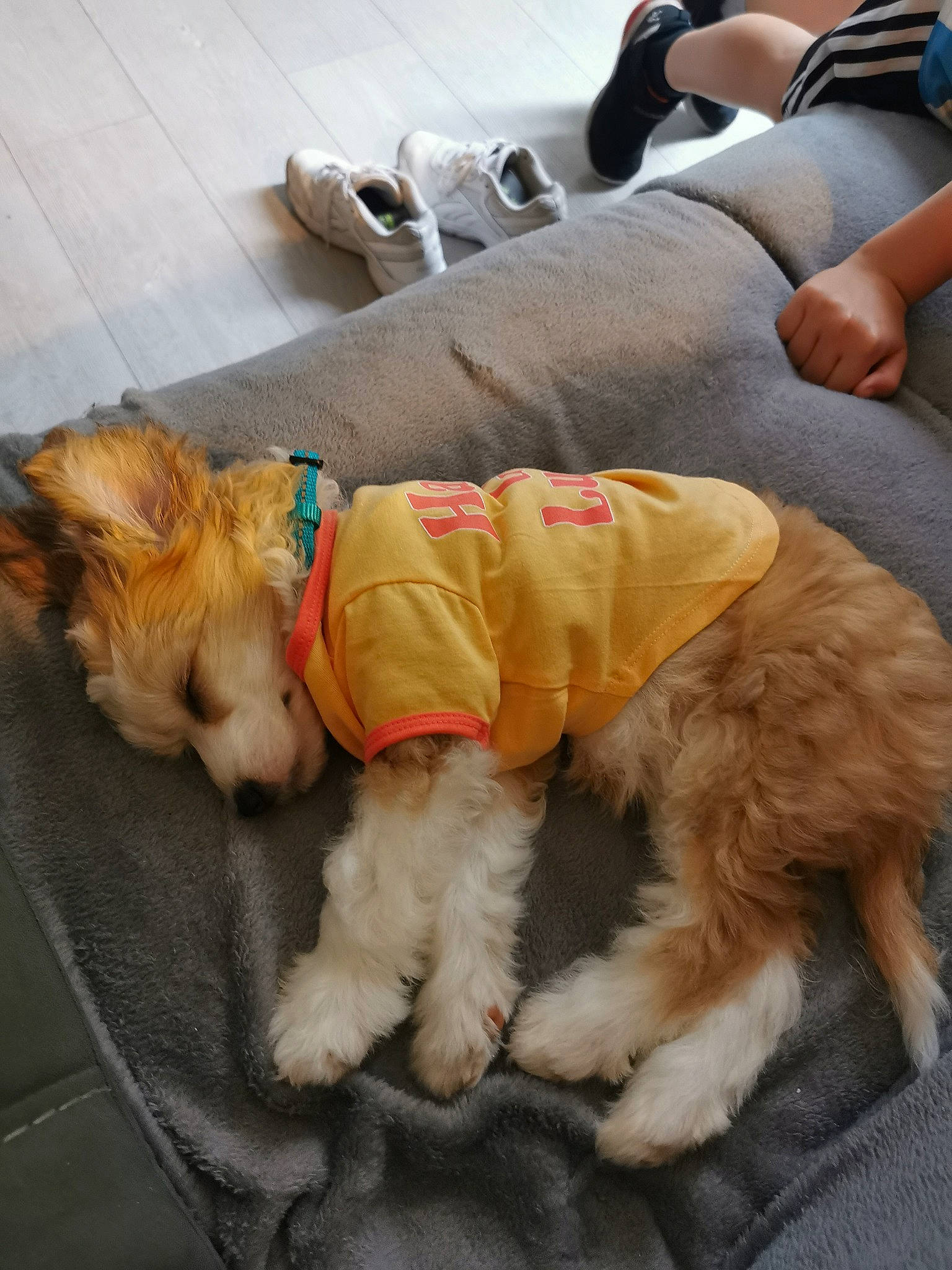 Oscar joined the competition — help win amazing prizes! carnivore, companion_dog, dog, dog_breed, dog_clothes, dog_collar, dog_supply, fawn, flooring, fur, hat, leash, mammal, paw, pet_supply, snout, tail, toy, vertebrate, working_animal