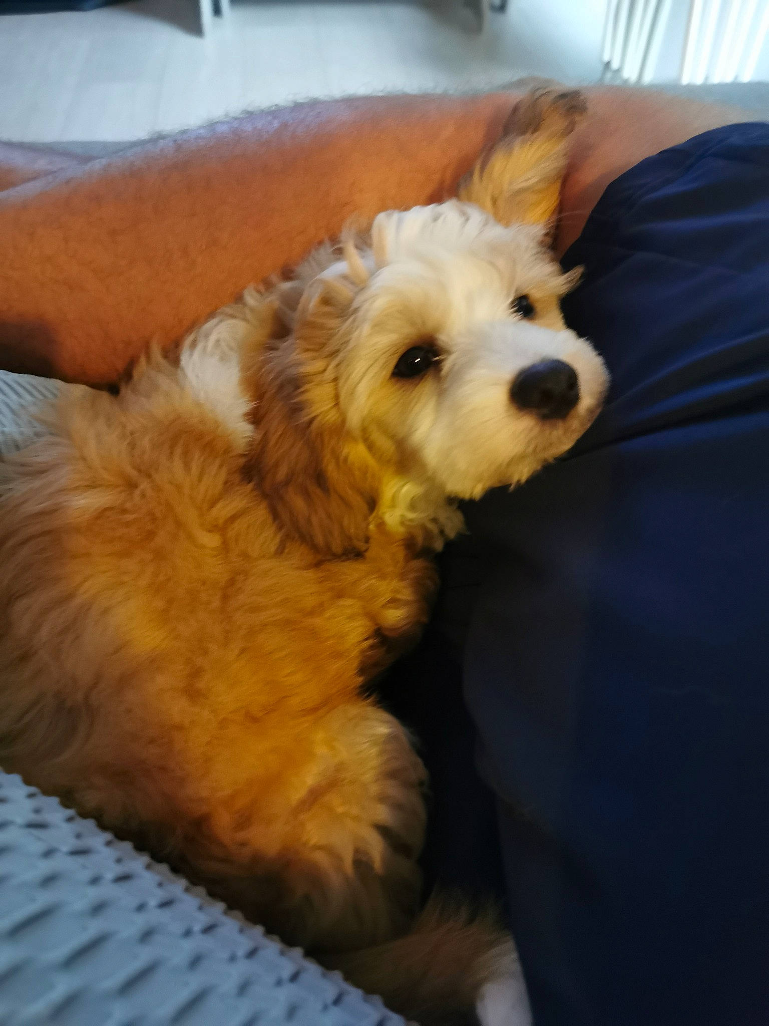 Oscar is registered to the contest to win money with this photo: canidae, carnivore, comfort, companion_dog, dog, dog_breed, dog_supply, fur, glasses, labradoodle, non_sporting_group, paw, poodle, puppy_love, small_terrier, sporting_group, terrier, toy_dog, working_animal