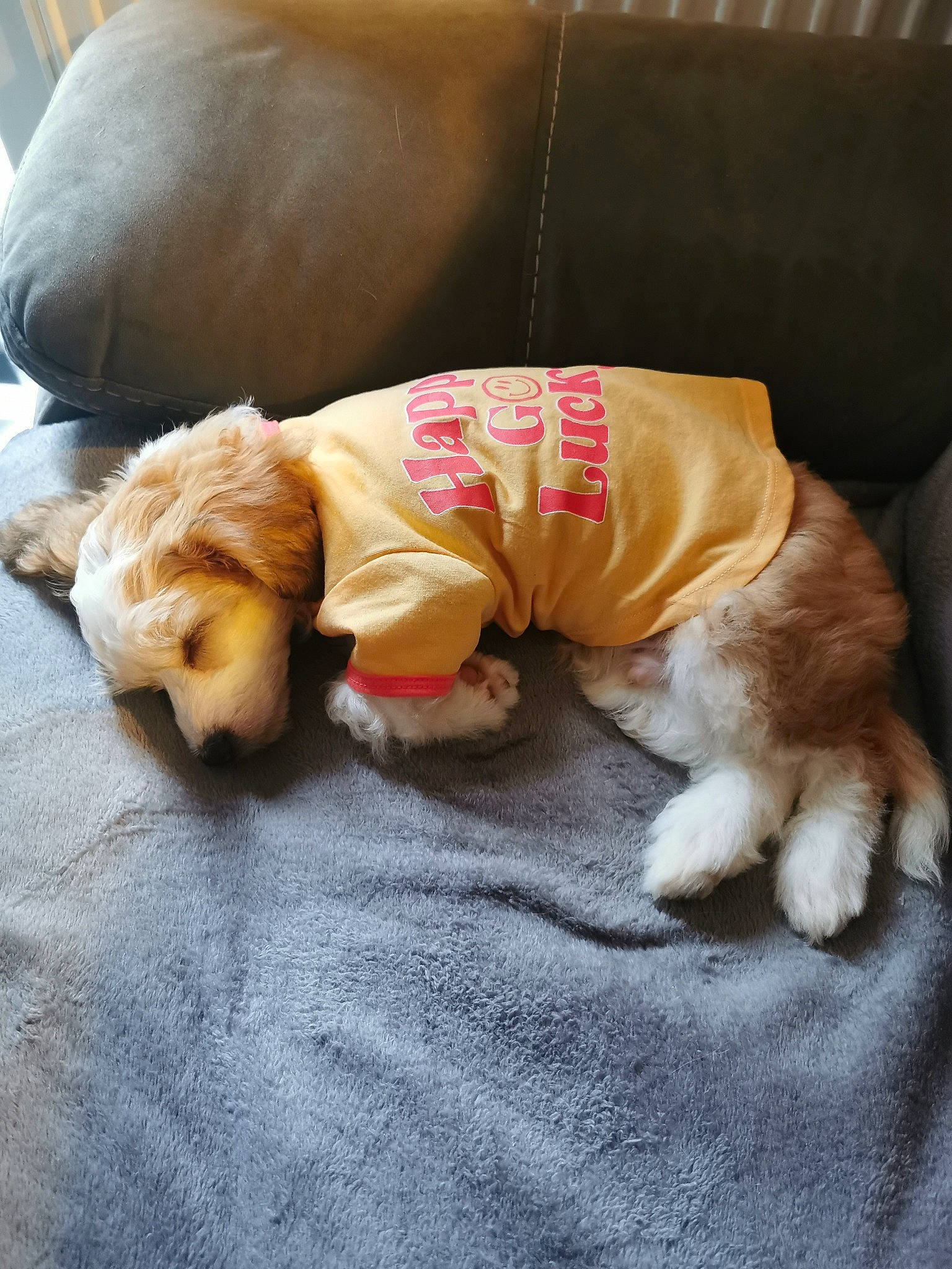 Oscar joined the competition — help win amazing prizes! canidae, carnivore, comfort, companion_dog, dog, dog_breed, dog_supply, fawn, felidae, fur, human_leg, liver, paw, plush, snout, sporting_group, stuffed_toy, tail, toy, working_animal