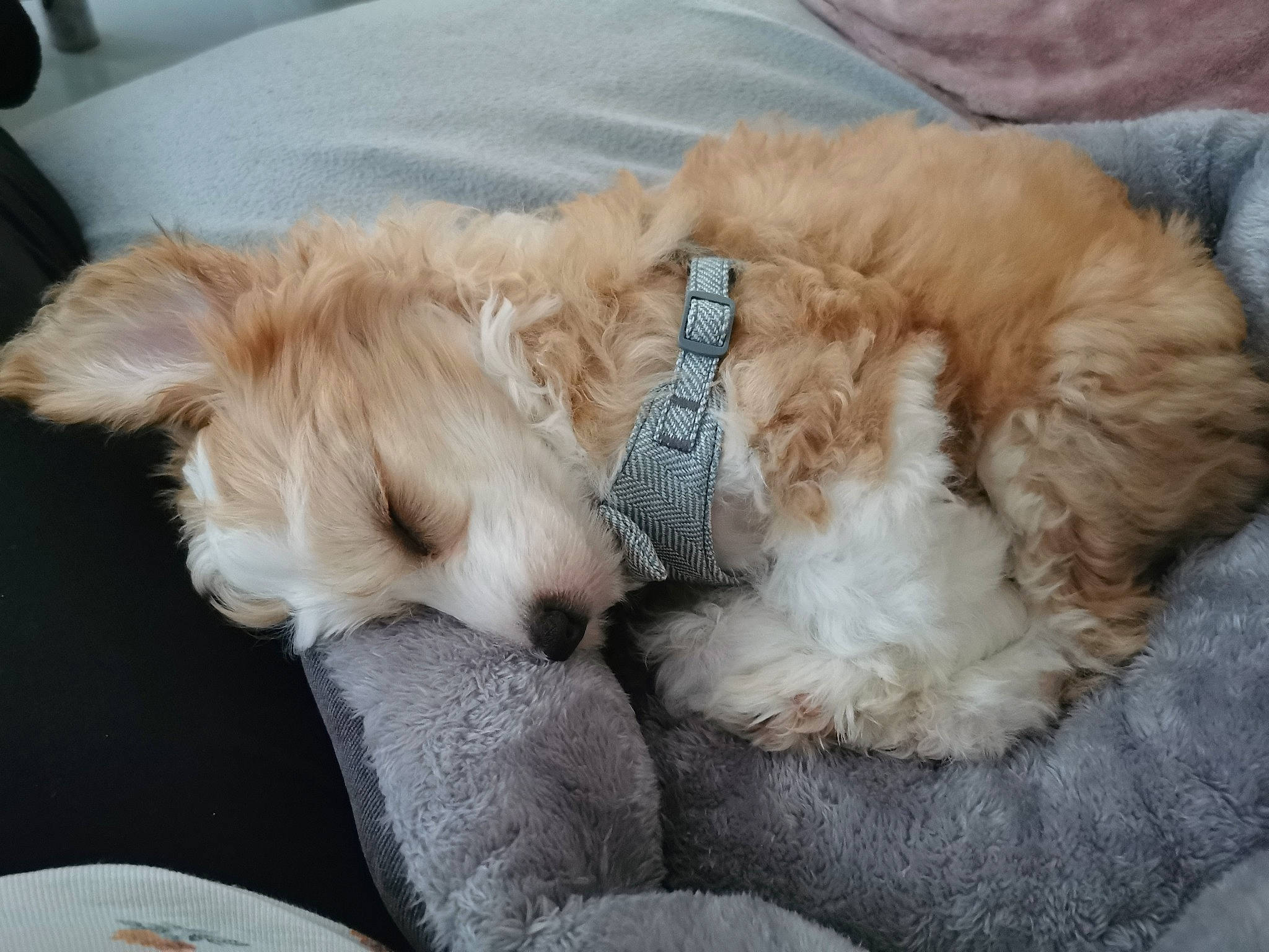 Oscar is registered to the contest to win money with this photo: canidae, carnivore, companion_dog, couch, dog, dog_breed, dog_supply, fang, fawn, fur, paw, puppy_love, retriever, snout, sporting_group, tail, terrier, toy_dog, whiskers, working_animal