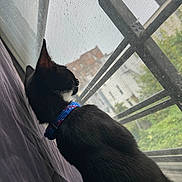 Lilly is registered to the contest to win money with this photo: cat, black_cat, collar, window, mesh_screen, indoor, looking_outside, feline, pet, side_view, domestic_animal, quiet, resting, curious, daylight, house, background, texture, quiet_moment, animal
