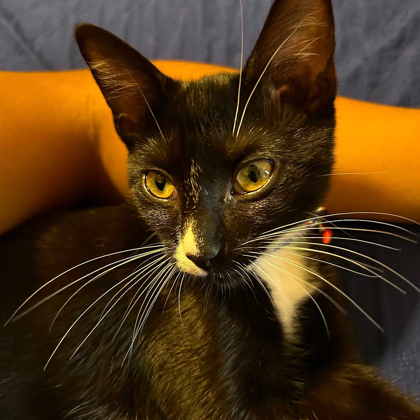 Lilly is registered to the contest to win money with this photo: alert, animal, black_cat, cat, closeup, companion, curious, cute, domestic_animal, feline, fur, indoor, person_arm, pet, portrait, relaxing, resting, soft_light, whiskers, yellow_eyes