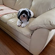 Lucy is registered to the contest to win money with this photo: dog, black_and_white, fluffy, couch, leather, indoor, pet, canine, relaxed, wood_floor, blanket, cozy, home, animal, fur, living_room, furniture, resting, cute, small_dog