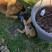 Blue a rejoint le concours — aidez-le/la à gagner de superbes lots ! animal, brown_dog, canine, chewing, dog, fur, garden, grass, greenery, nature, outdoor, paw, pet, plant_pot, play, playful, puppy, snout, sunlight, young_dog