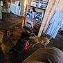 books, bookshelf, brown_dog, casual, chair, clothing, dog, domestic, floor, furniture, home, indoor, living_room, pet, play, shelf, tan_dog, toy, tug_of_war, wood_floor