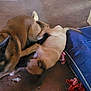 animal, blue_bed, books, bookshelf, brown_dog, cozy, dog, dog_bed, domestic, floor, fun, home, indoor, interaction, pet, playing, red_cloth, rustic_floor, tan_dog, two_dogs