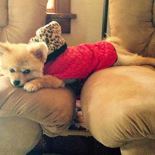 Bear is registered to the contest to win money with this photo: