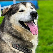 Shadow a rejoint le concours — aidez-le/la à gagner de superbes lots ! dog, alaskan_malamute, husky, pet, tongue_out, panting, fur, collar, close_up, portrait, grass, outdoor, happy, brown_eyes, black_nose, whiskers, muzzle, large_breed, blurred_background, park