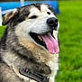 dog, alaskan_malamute, husky, pet, tongue_out, panting, fur, collar, close_up, portrait, grass, outdoor, happy, brown_eyes, black_nose, whiskers, muzzle, large_breed, blurred_background, park