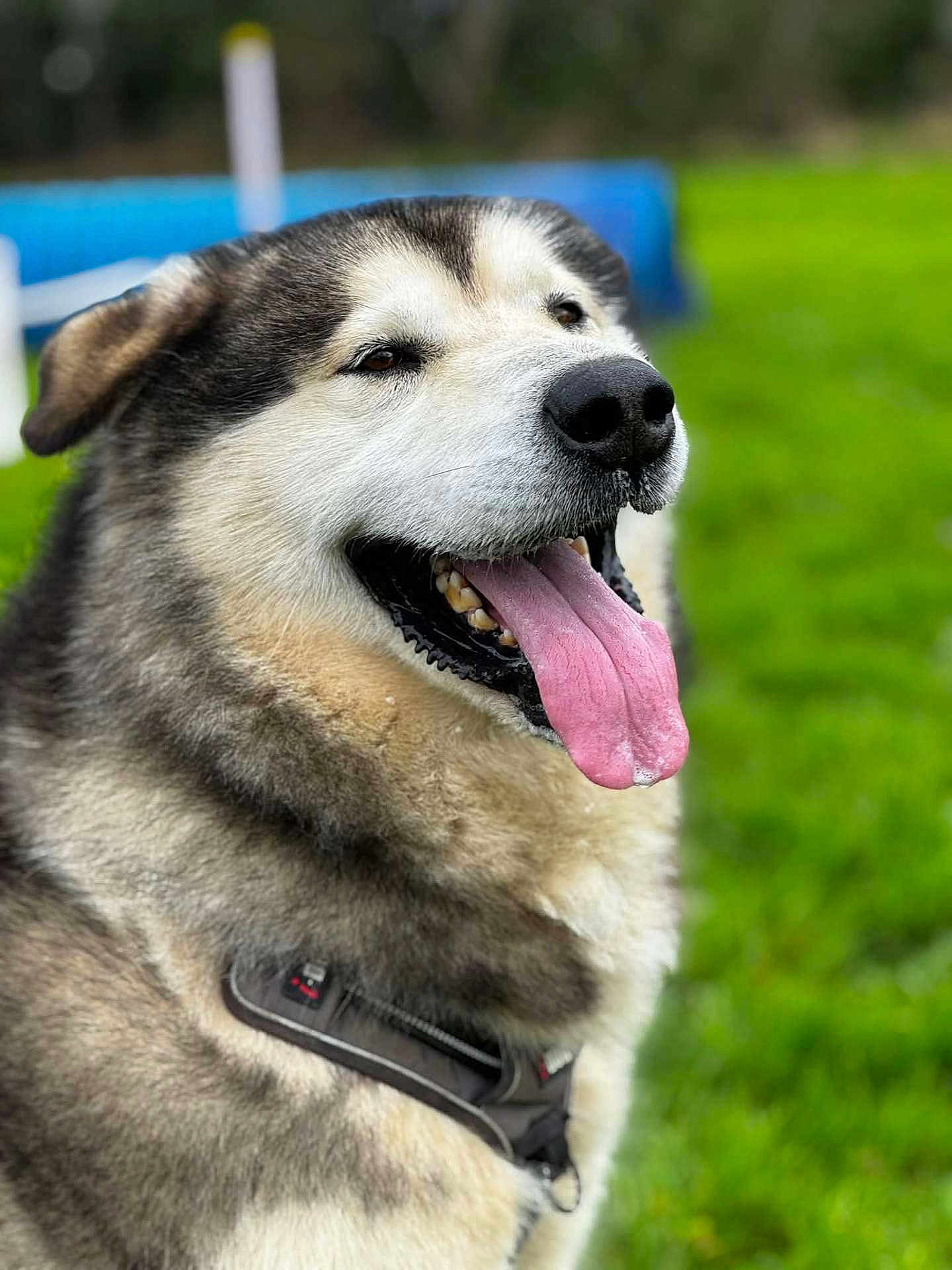 Shadow a rejoint le concours — aidez-le/la à gagner de superbes lots ! dog, alaskan_malamute, husky, pet, tongue_out, panting, fur, collar, close_up, portrait, grass, outdoor, happy, brown_eyes, black_nose, whiskers, muzzle, large_breed, blurred_background, park