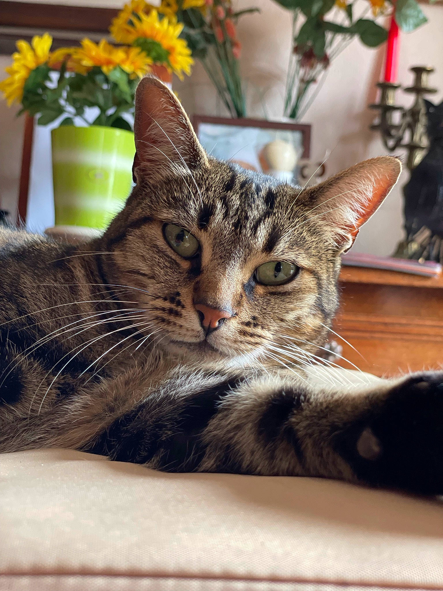 Minouche participe au concours pour gagner de l'argent avec cette photo : annual_plant, carnivore, cat, comfort, domestic_short_haired_cat, felidae, flower, flower_arranging, flowering_plant, flowerpot, fur, houseplant, paw, petal, plant, small_to_medium_sized_cats, snout, tree, whiskers, window