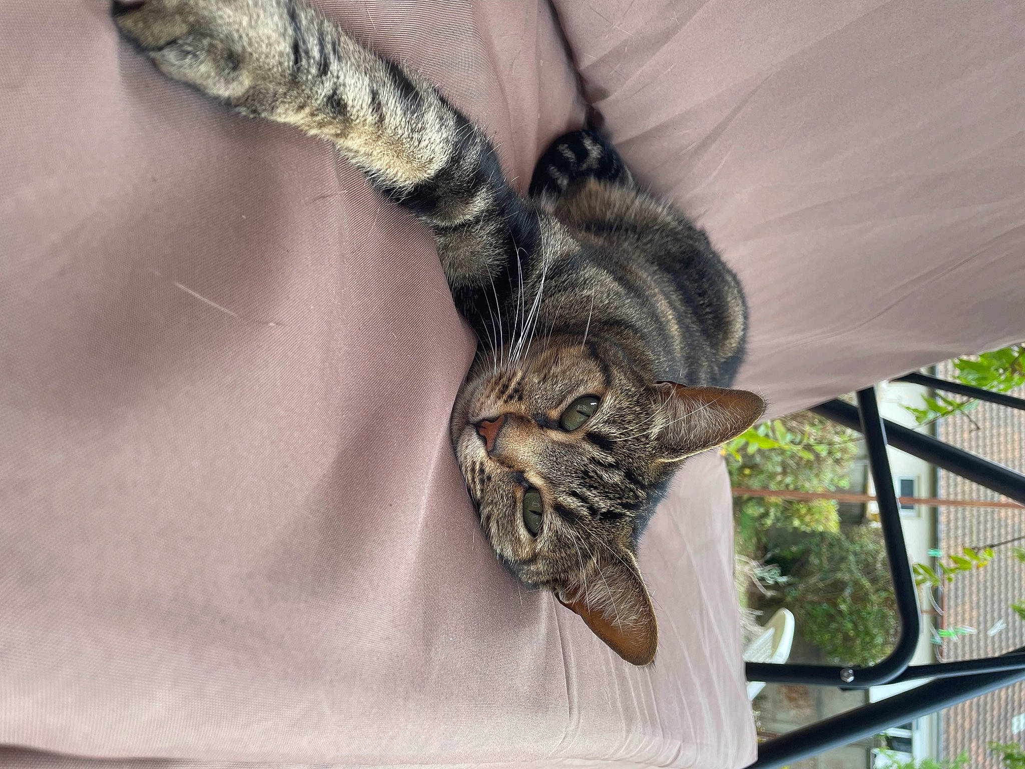 Minouche a rejoint le concours — aidez-le/la à gagner de superbes lots ! beak, bird_of_prey, cat, claw, domestic_short_haired_cat, feather, felidae, fur, owl, plant, small_to_medium_sized_cats, snout, tail, terrestrial_animal, tree, twig, whiskers, wildlife, wing, wood