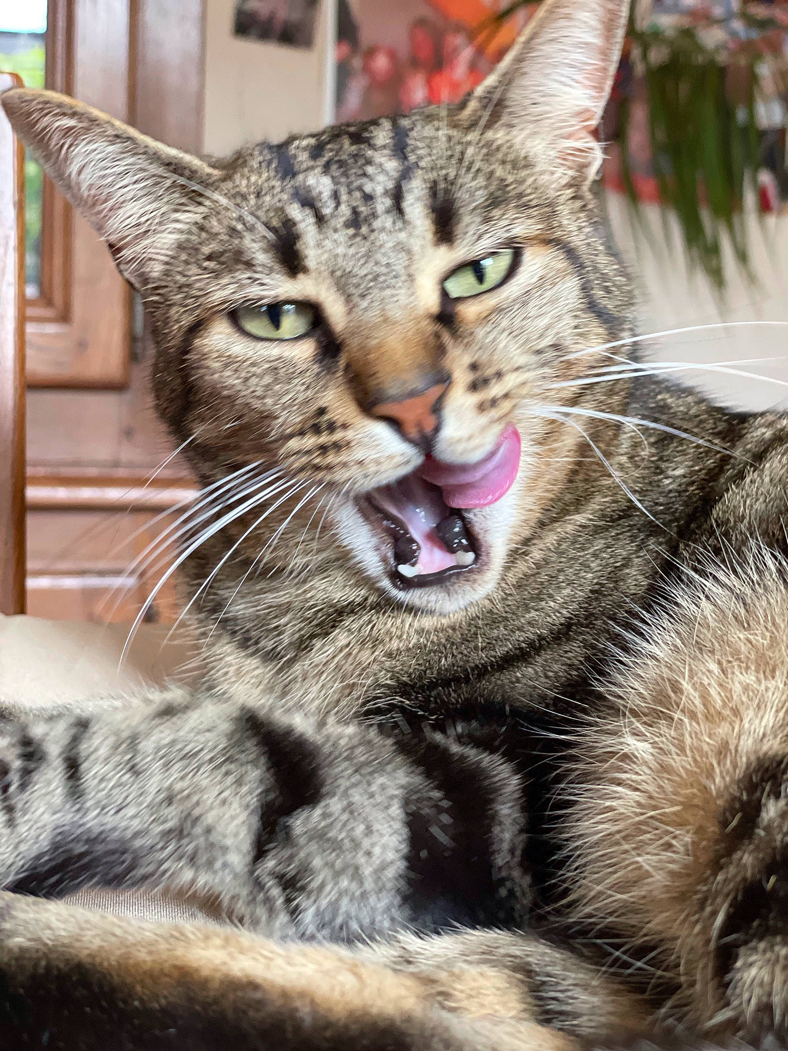 Minouche a rejoint le concours — aidez-le/la à gagner de superbes lots ! carnivore, cat, claw, domestic_short_haired_cat, fang, felidae, fur, paw, picture_frame, small_to_medium_sized_cats, snout, tail, terrestrial_animal, tree, whiskers, wildlife