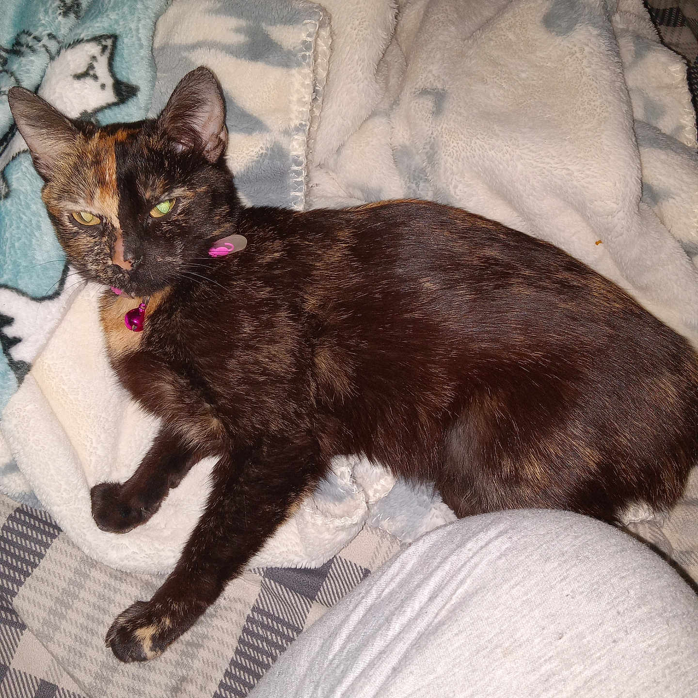 Pika is registered to the contest to win money with this photo: abyssinian, accessories, animal, armchair, bed, blackcat, blanket, cat, chair, couch, cushion, furniture, homedecor, kitten, linen, manx, pet, quilt, siamese, towel